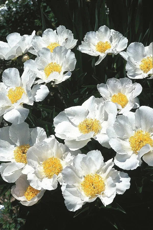 G132 Paeonia X Lactiflora Krinkled White - View 2 from www redcrocus com