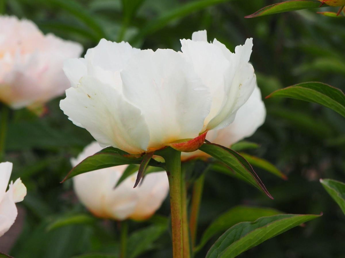 G132 Paeonia X Lactiflora Krinkled White - View 5 from www redcrocus com