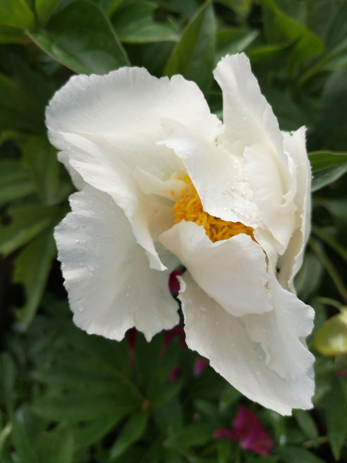 G132 Paeonia X Lactiflora Krinkled White - View 7 from www redcrocus com