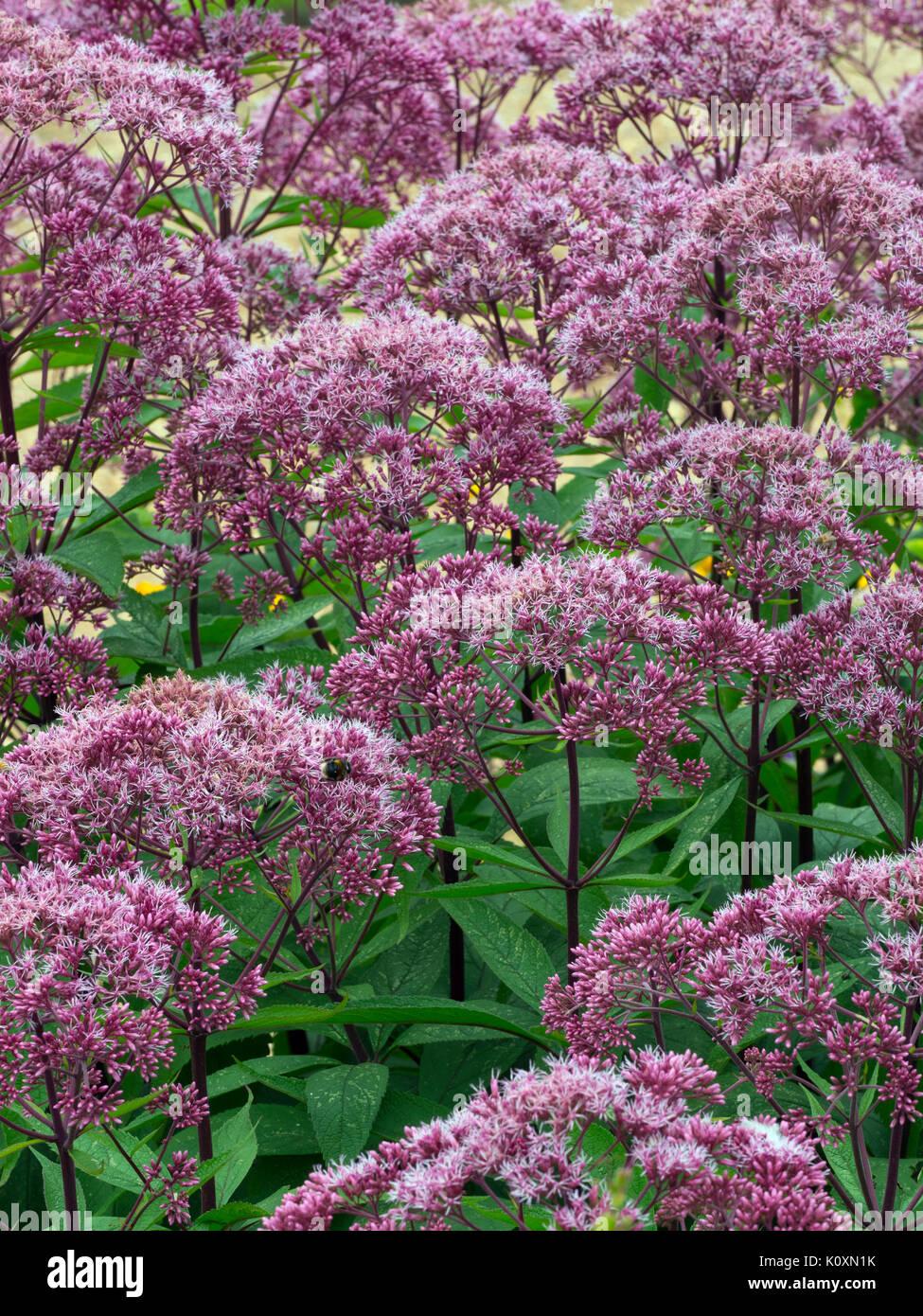 G154 Eupatorium Maculatum Gateway - View 10 from www redcrocus com