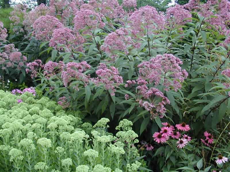 G154 Eupatorium Maculatum Gateway - View 12 from www redcrocus com