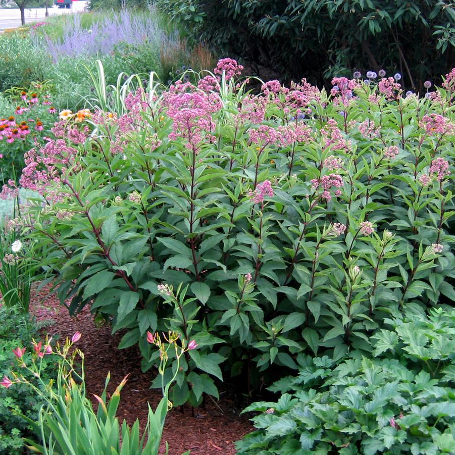 G154 Eupatorium Maculatum Gateway - View 15 from www redcrocus com