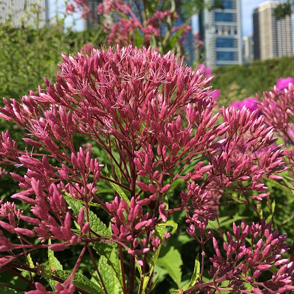 G154 Eupatorium Maculatum Gateway - View 17 from www redcrocus com