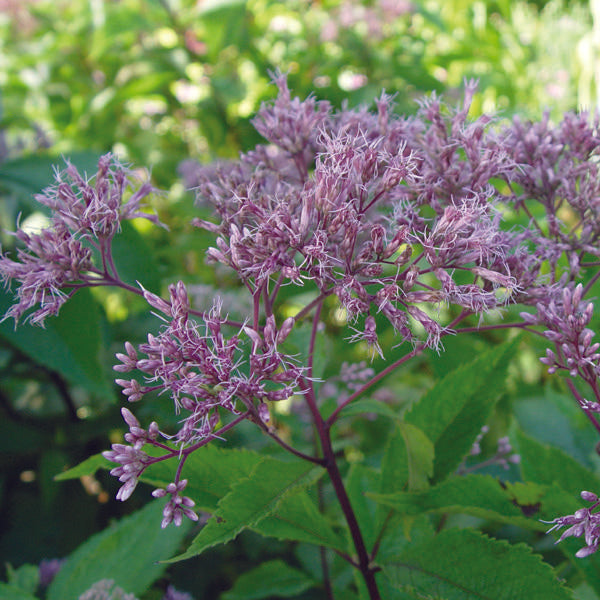 G154 Eupatorium Maculatum Gateway - View 3 from www redcrocus com
