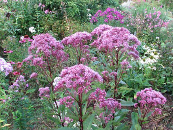 G154 Eupatorium Maculatum Gateway - View 4 from www redcrocus com