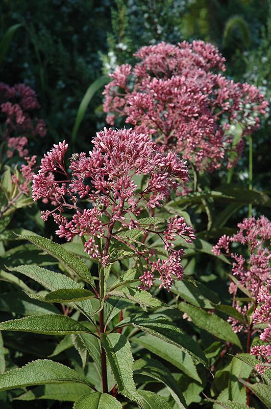 G154 Eupatorium Maculatum Gateway - View 5 from www redcrocus com
