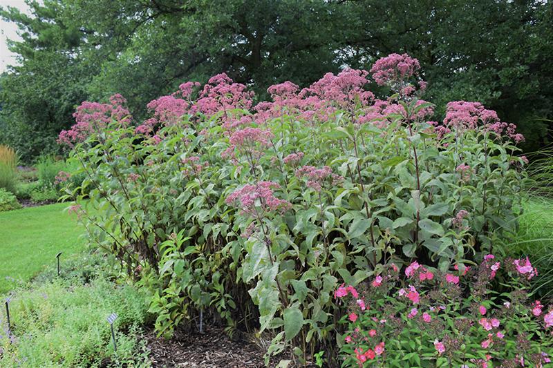 G154 Eupatorium Maculatum Gateway - View 8 from www redcrocus com