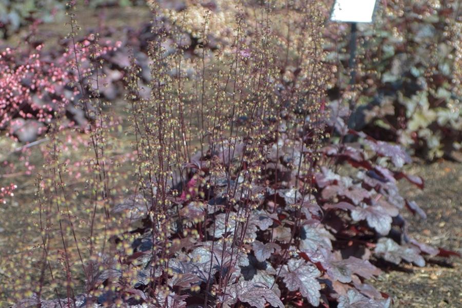 G195 Heuchera X 'plum Pudding' - View 11 from www redcrocus com