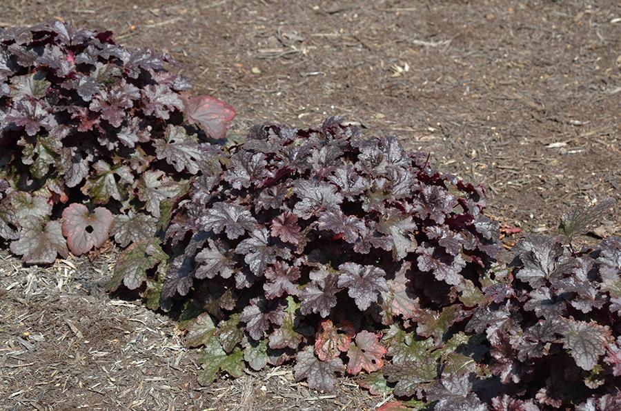 G195 Heuchera X 'plum Pudding' - View 12 from www redcrocus com