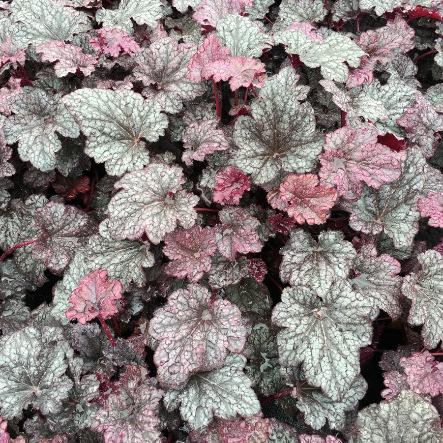 G195 Heuchera X 'plum Pudding' - View 14 from www redcrocus com