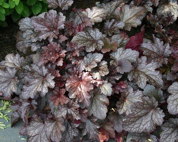 G195 Heuchera X 'plum Pudding' - View 15 from www redcrocus com
