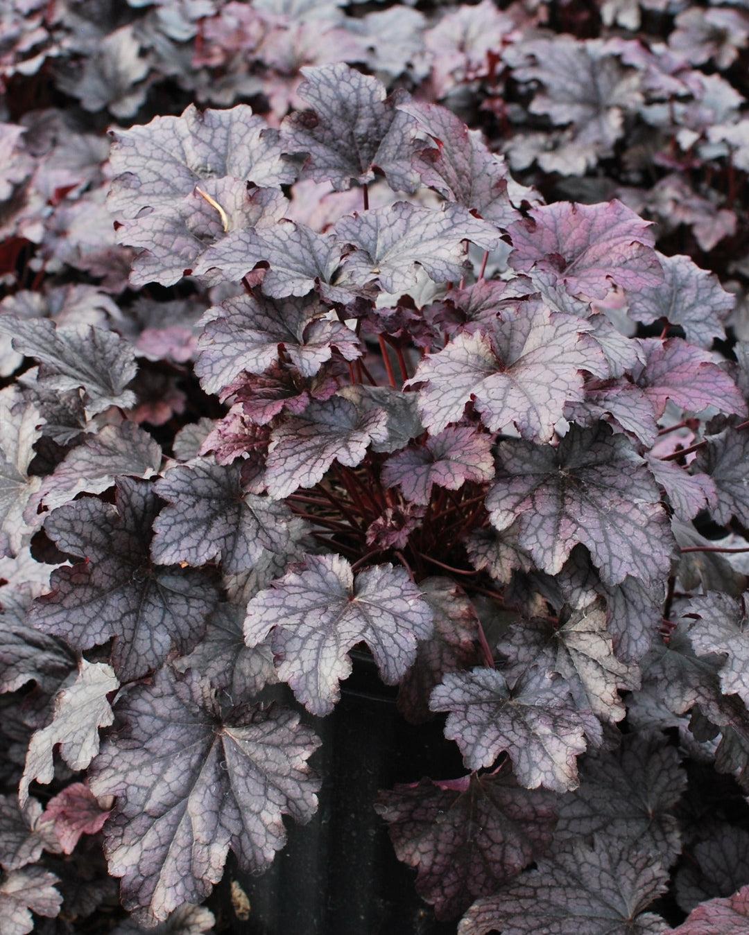 G195 Heuchera X 'plum Pudding' - View 16 from www redcrocus com