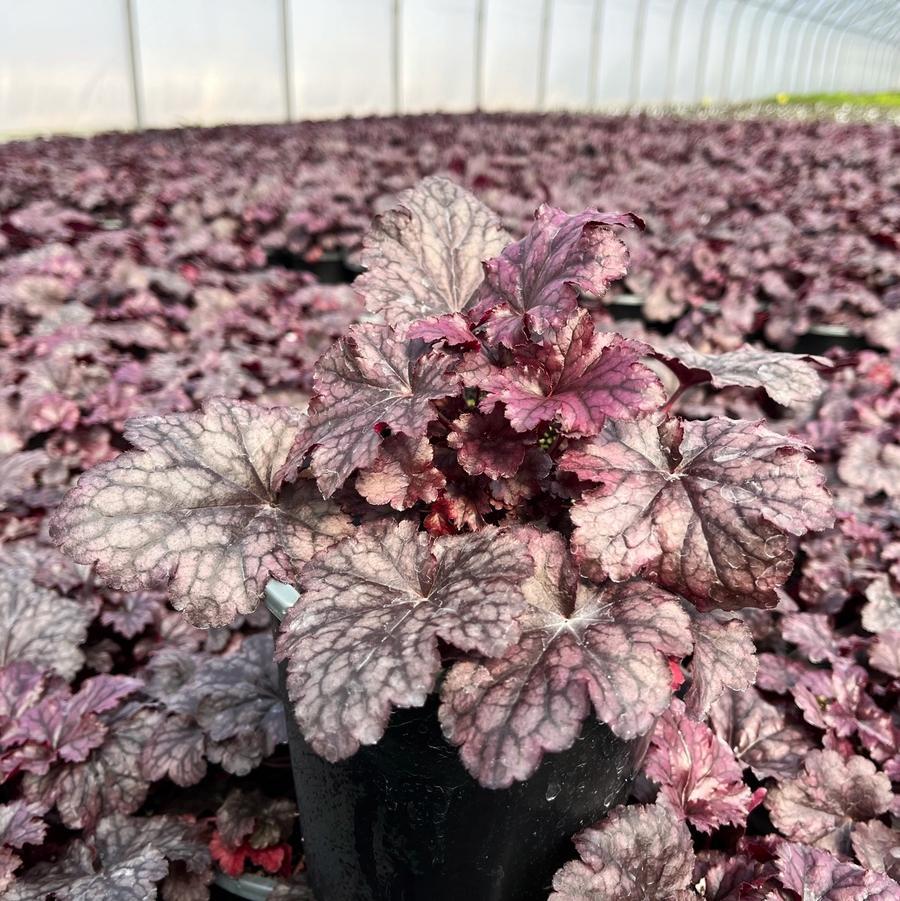 G195 Heuchera X 'plum Pudding' - View 17 from www redcrocus com