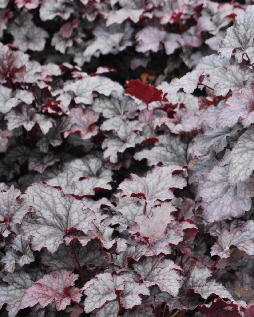 G195 Heuchera X 'plum Pudding' - View 18 from www redcrocus com