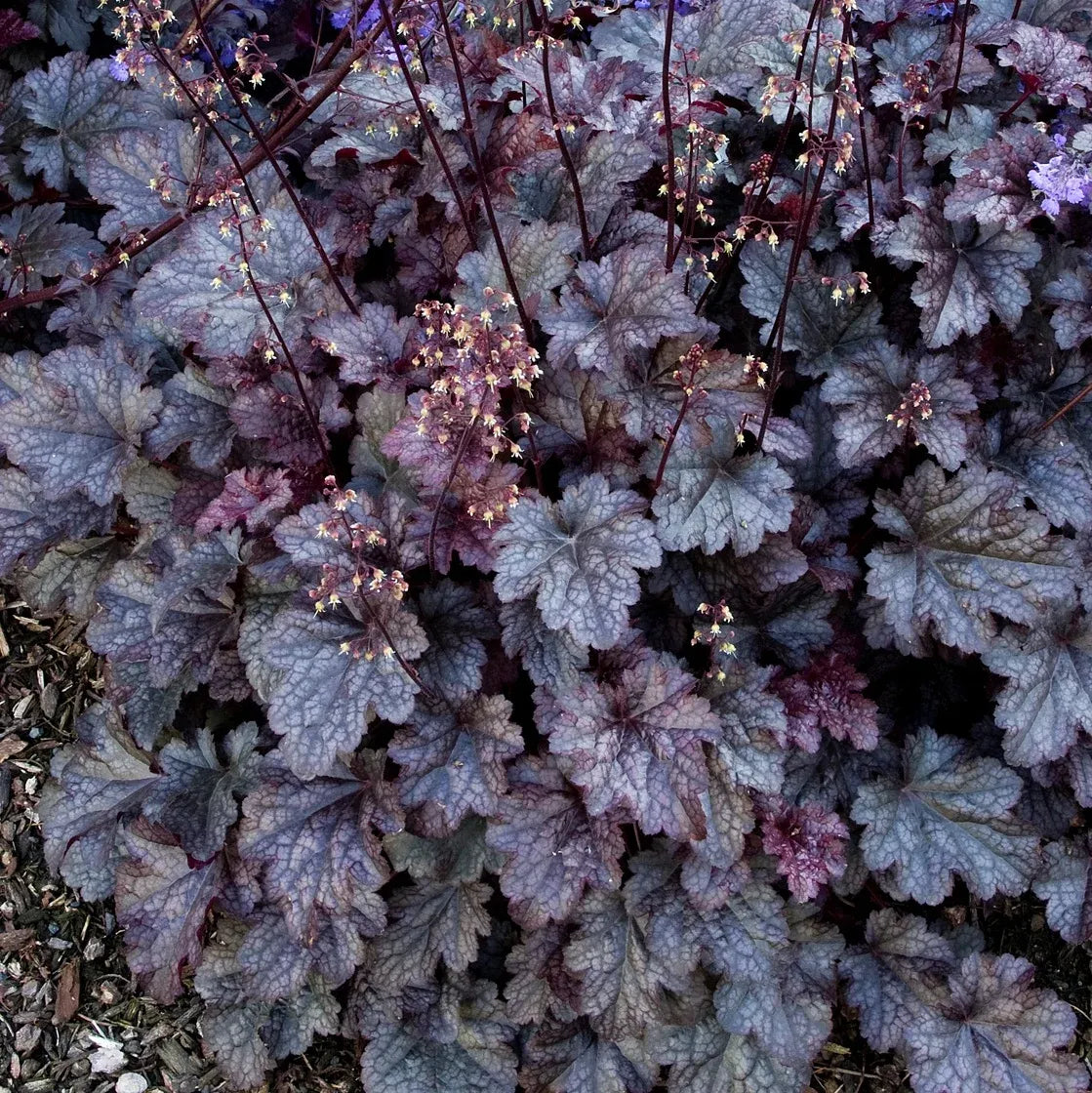 G195 Heuchera X 'plum Pudding' - View 1 from www redcrocus com