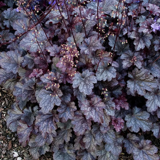 G195 Heuchera X 'plum Pudding' - View 1 from www redcrocus com