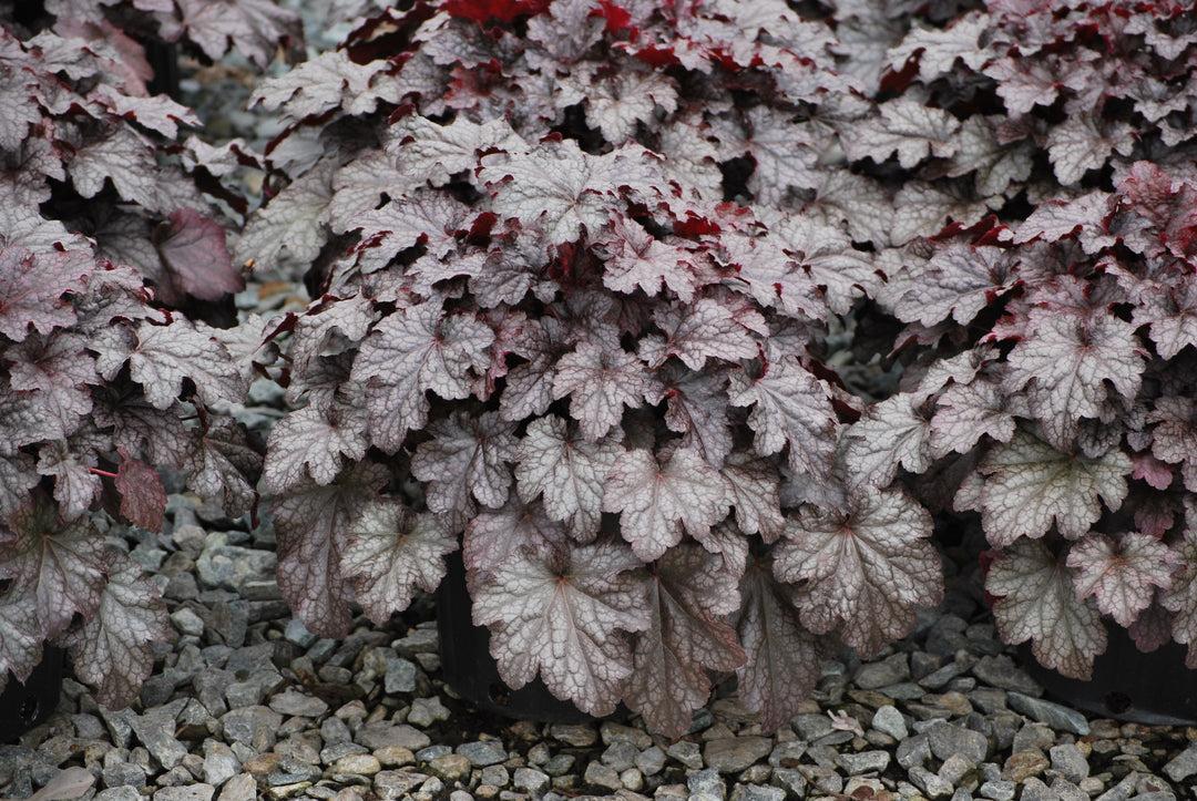 G195 Heuchera X 'plum Pudding' - View 21 from www redcrocus com
