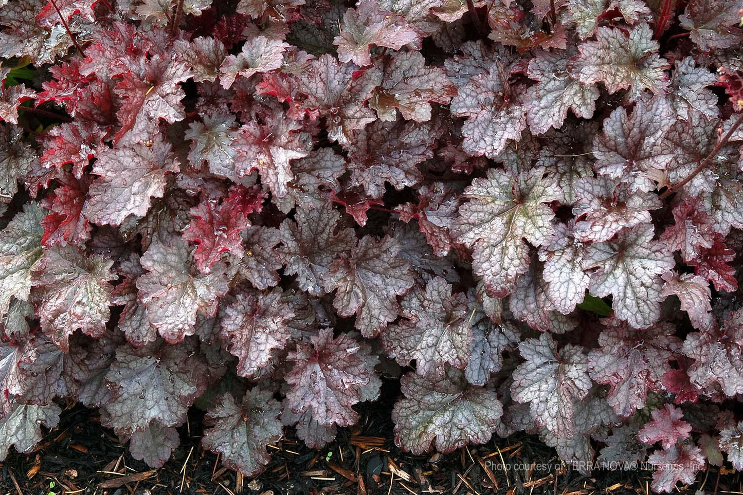 G195 Heuchera X 'plum Pudding' - View 24 from www redcrocus com