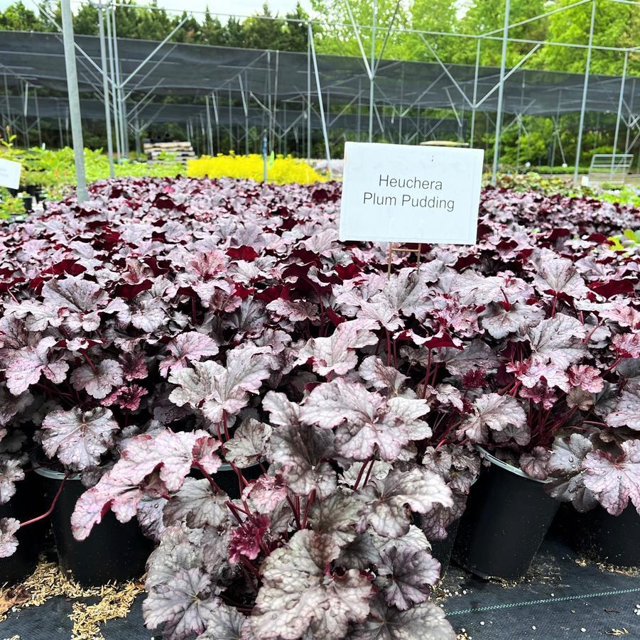 G195 Heuchera X 'plum Pudding' - View 27 from www redcrocus com