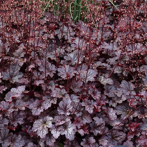 G195 Heuchera X 'plum Pudding' - View 28 from www redcrocus com