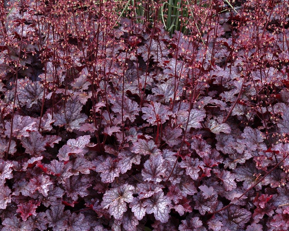 G195 Heuchera X 'plum Pudding' - View 30 from www redcrocus com