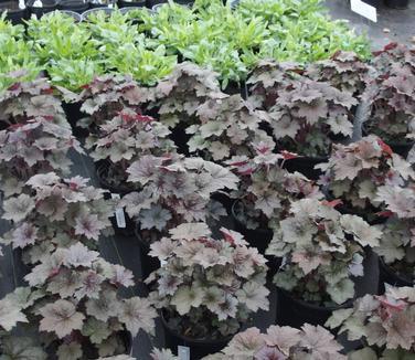 G195 Heuchera X 'plum Pudding' - View 33 from www redcrocus com