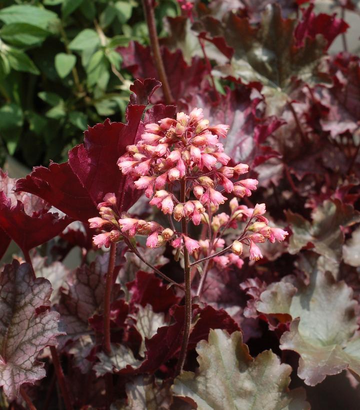 G195 Heuchera X 'plum Pudding' - View 34 from www redcrocus com