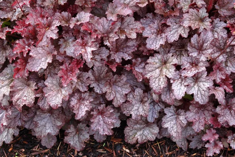 G195 Heuchera X 'plum Pudding' - View 3 from www redcrocus com