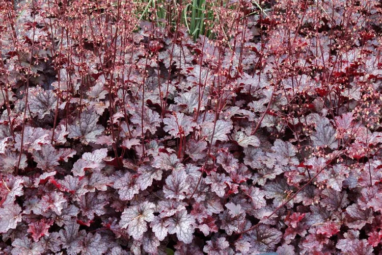 G195 Heuchera X 'plum Pudding' - View 5 from www redcrocus com