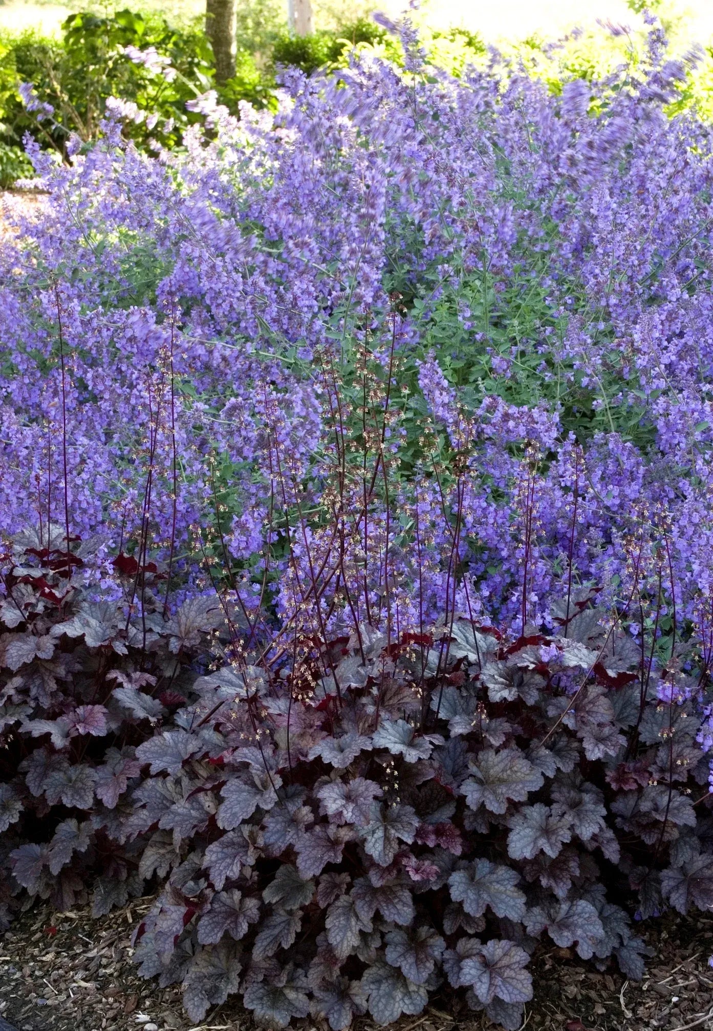 G195 Heuchera X 'plum Pudding' - View 6 from www redcrocus com