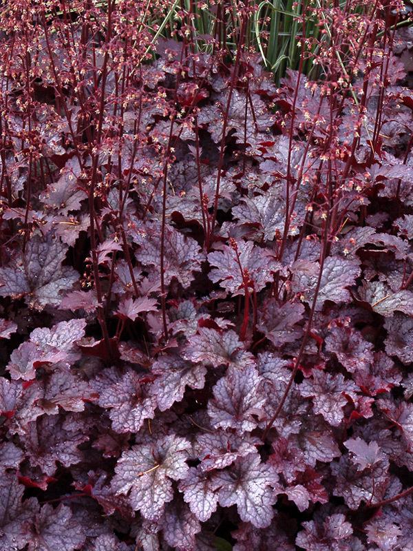 G195 Heuchera X 'plum Pudding' - View 7 from www redcrocus com