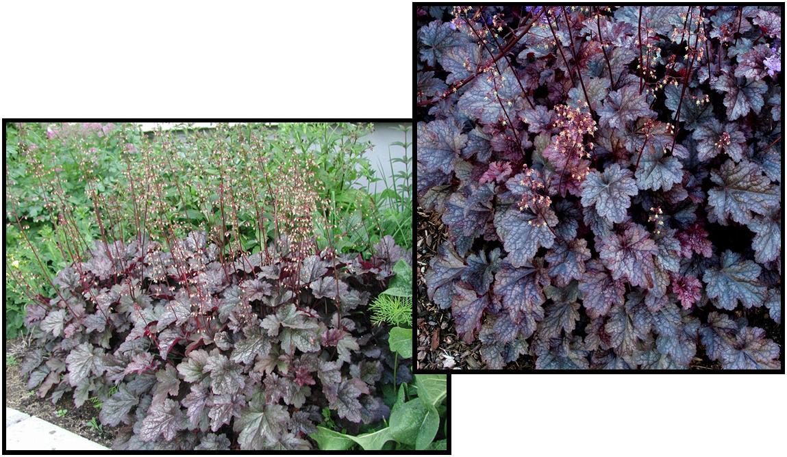 G195 Heuchera X 'plum Pudding' - View 8 from www redcrocus com