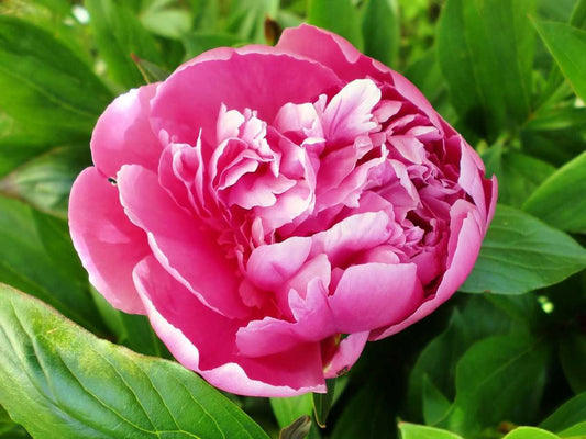 G199 Paeonia X Lactiflora Bowl Of Beauty - View 10 from www redcrocus com