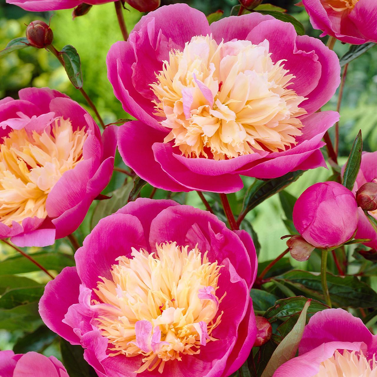 G199 Paeonia X Lactiflora Bowl Of Beauty - View 11 from www redcrocus com