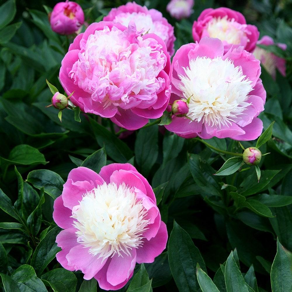 G199 Paeonia X Lactiflora Bowl Of Beauty - View 12 from www redcrocus com