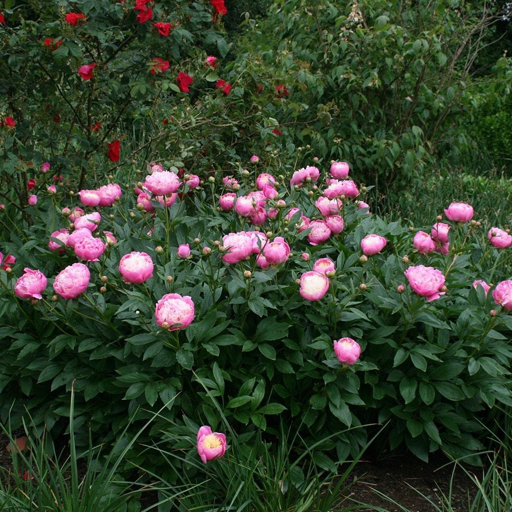 G199 Paeonia X Lactiflora Bowl Of Beauty - View 13 from www redcrocus com