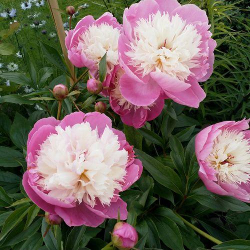 G199 Paeonia X Lactiflora Bowl Of Beauty - View 14 from www redcrocus com