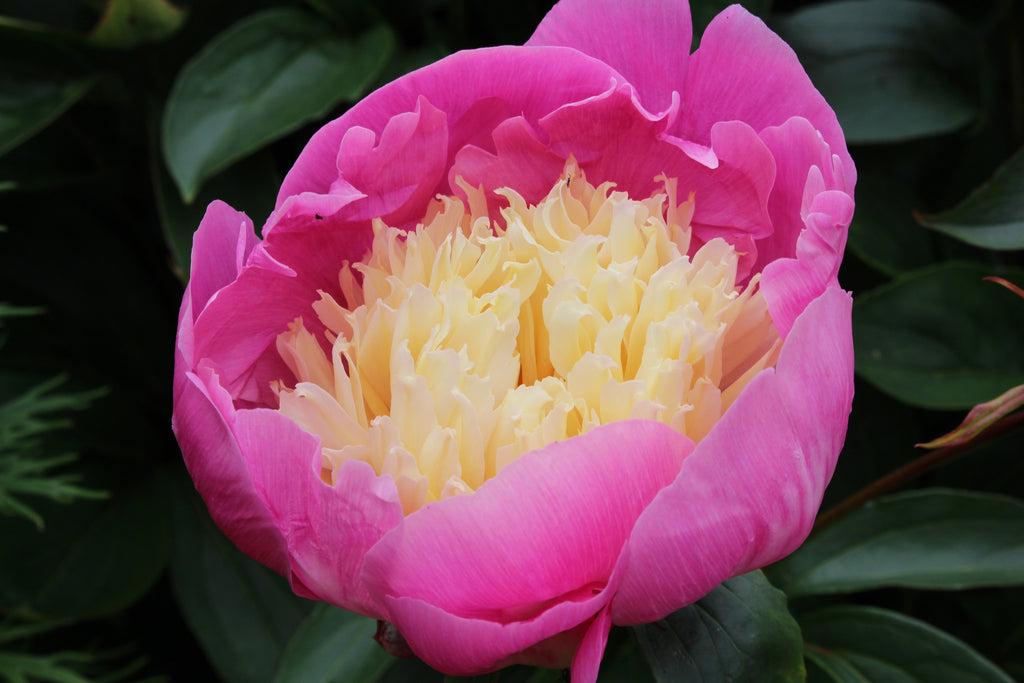 G199 Paeonia X Lactiflora Bowl Of Beauty - View 16 from www redcrocus com