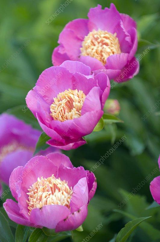G199 Paeonia X Lactiflora Bowl Of Beauty - View 17 from www redcrocus com