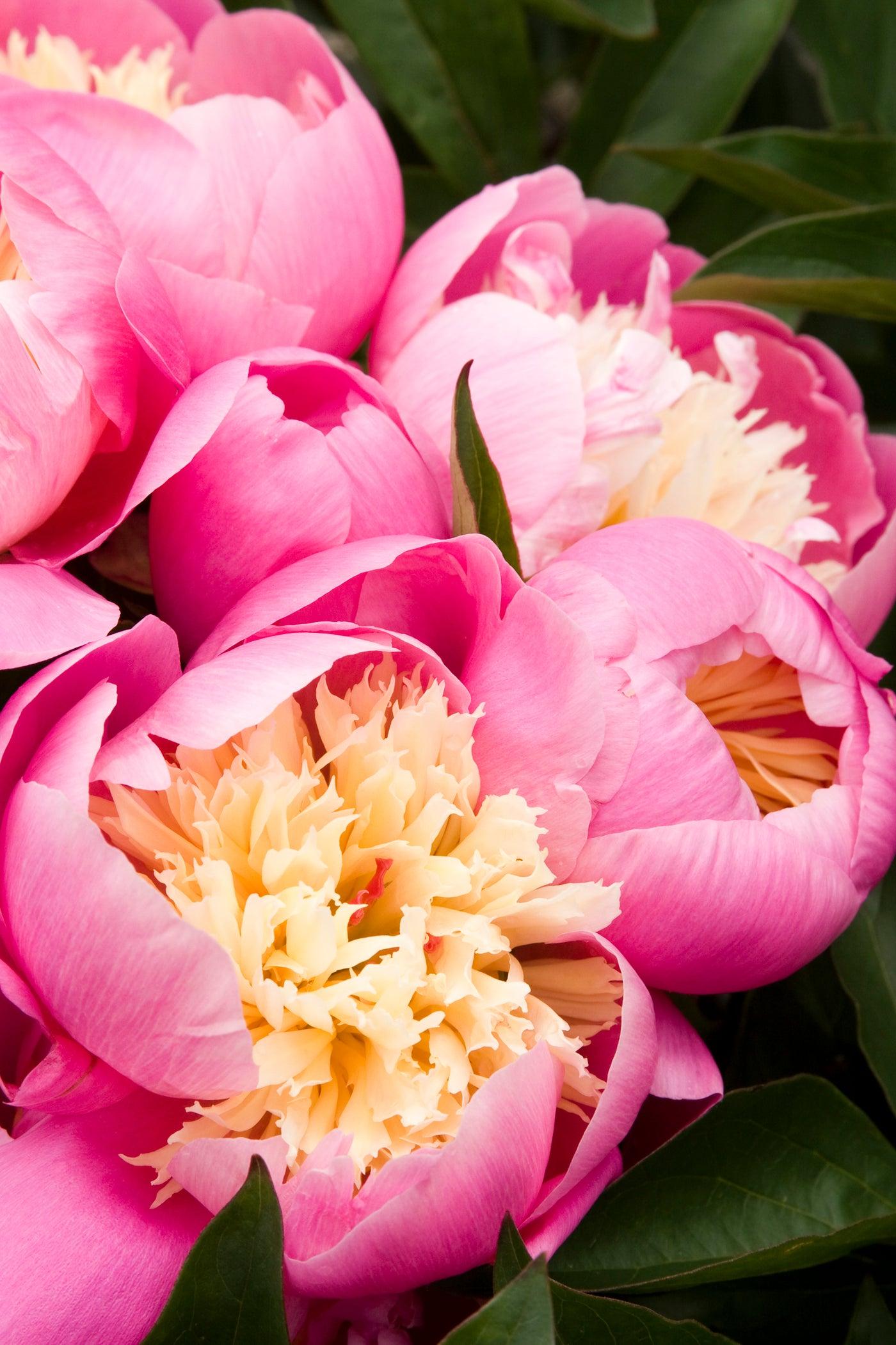 G199 Paeonia X Lactiflora Bowl Of Beauty - View 18 from www redcrocus com