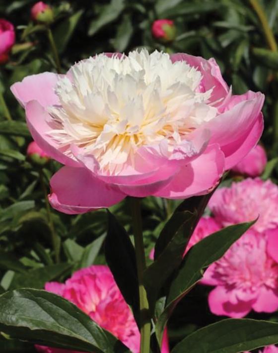 G199 Paeonia X Lactiflora Bowl Of Beauty - View 1 from www redcrocus com