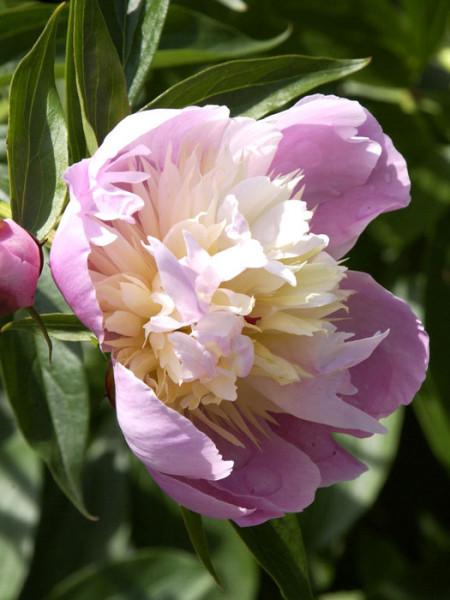 G199 Paeonia X Lactiflora Bowl Of Beauty - View 20 from www redcrocus com