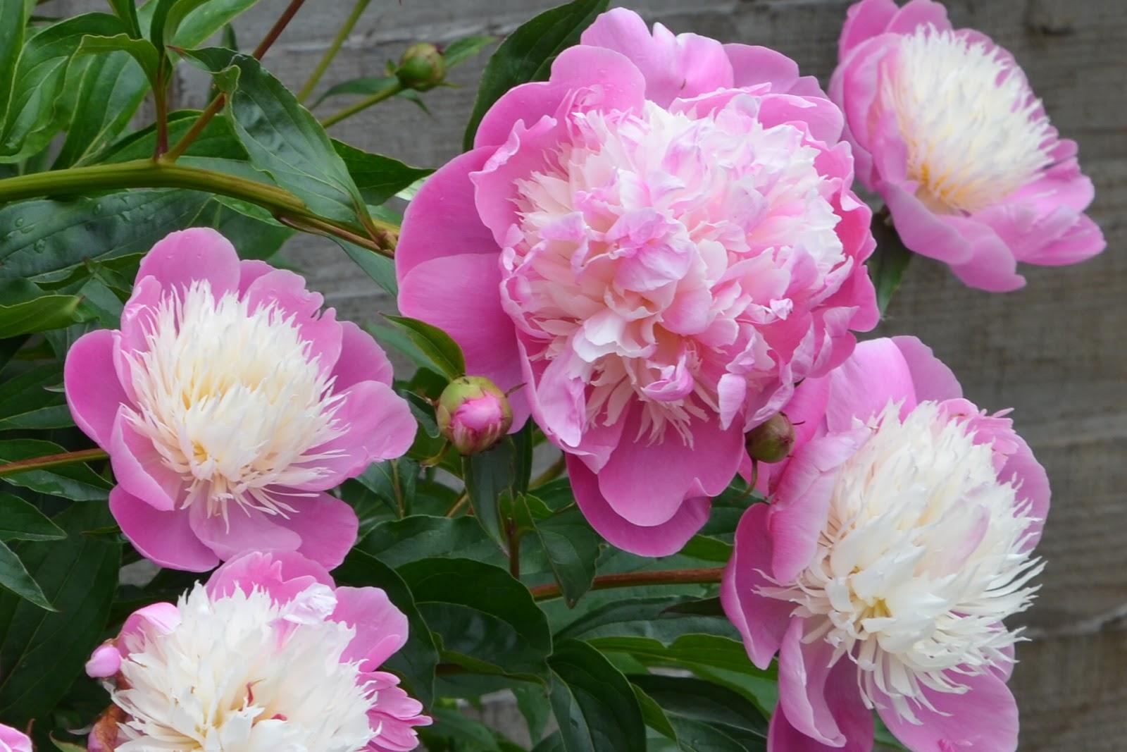 G199 Paeonia X Lactiflora Bowl Of Beauty - View 2 from www redcrocus com