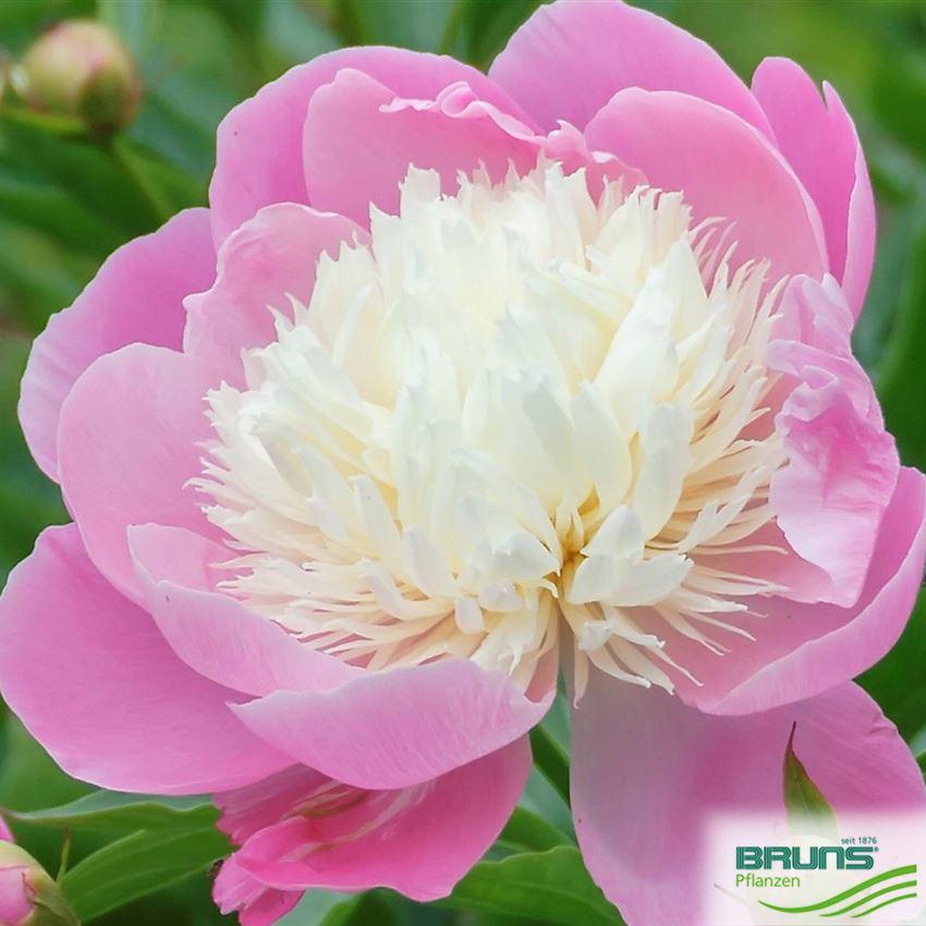 G199 Paeonia X Lactiflora Bowl Of Beauty - View 3 from www redcrocus com