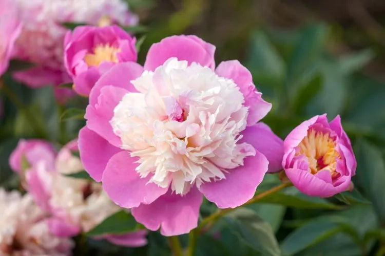 G199 Paeonia X Lactiflora Bowl Of Beauty - View 4 from www redcrocus com