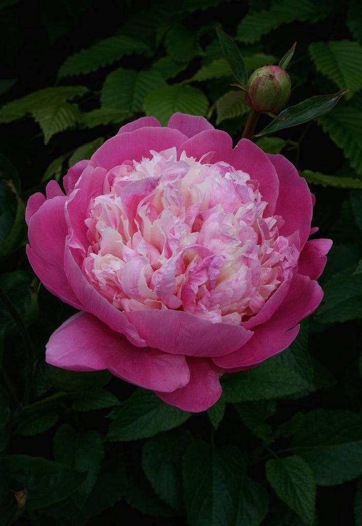 G199 Paeonia X Lactiflora Bowl Of Beauty - View 6 from www redcrocus com