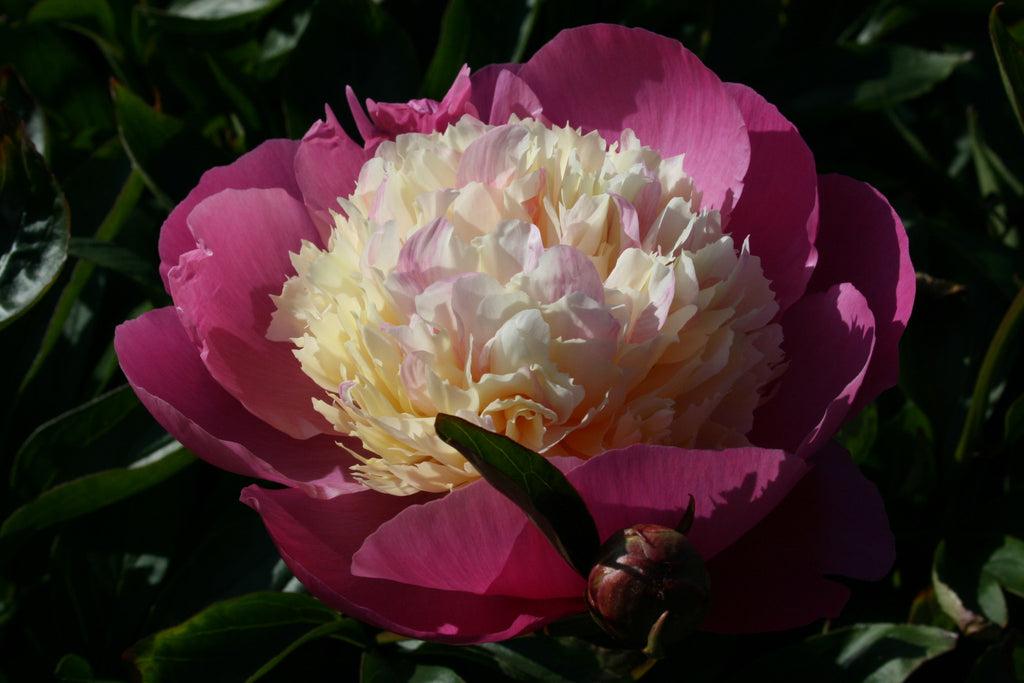 G199 Paeonia X Lactiflora Bowl Of Beauty - View 7 from www redcrocus com