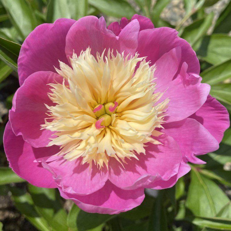 G199 Paeonia X Lactiflora Bowl Of Beauty - View 8 from www redcrocus com
