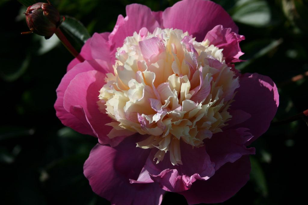 G199 Paeonia X Lactiflora Bowl Of Beauty - View 9 from www redcrocus com