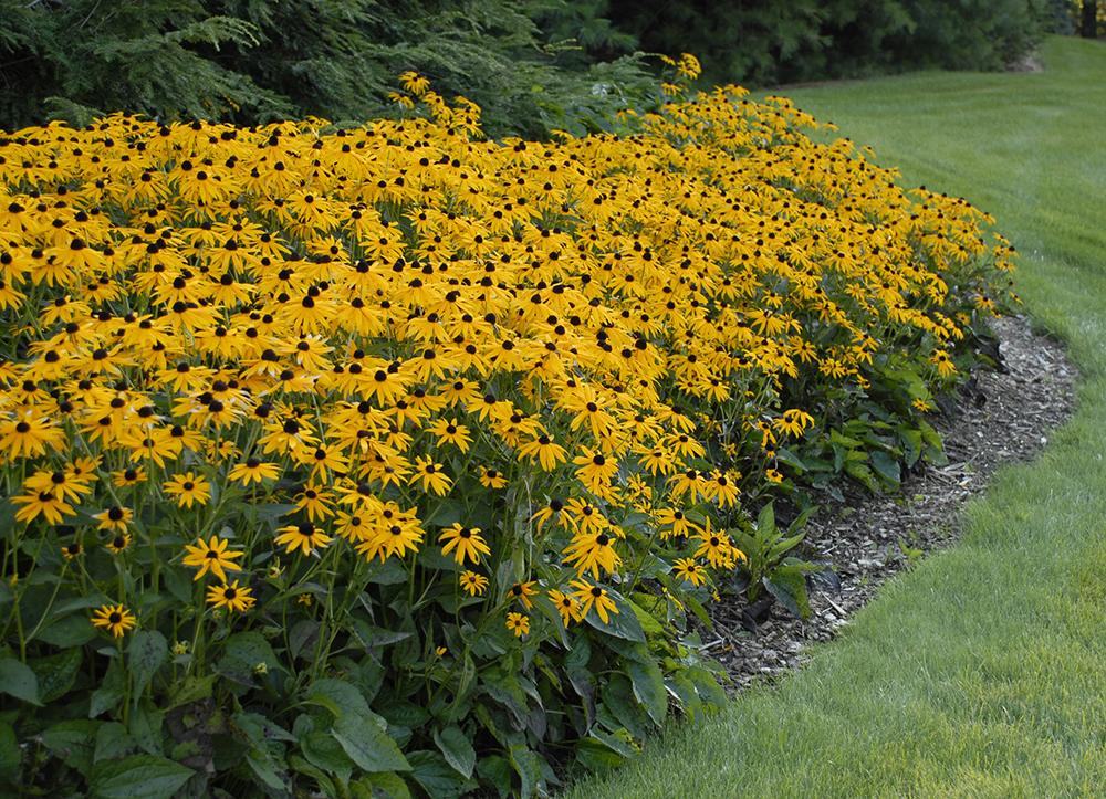 G206 Rudbeckia Fulgida 'goldsturm' - View 2 from www redcrocus com